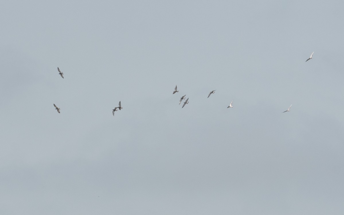 Whiskered Tern - ML509243631