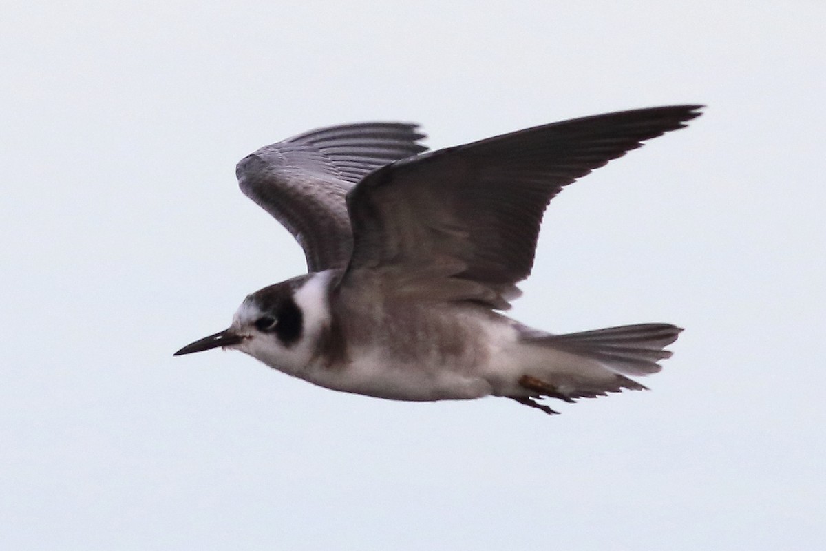 Black Tern (American) - ML509244401