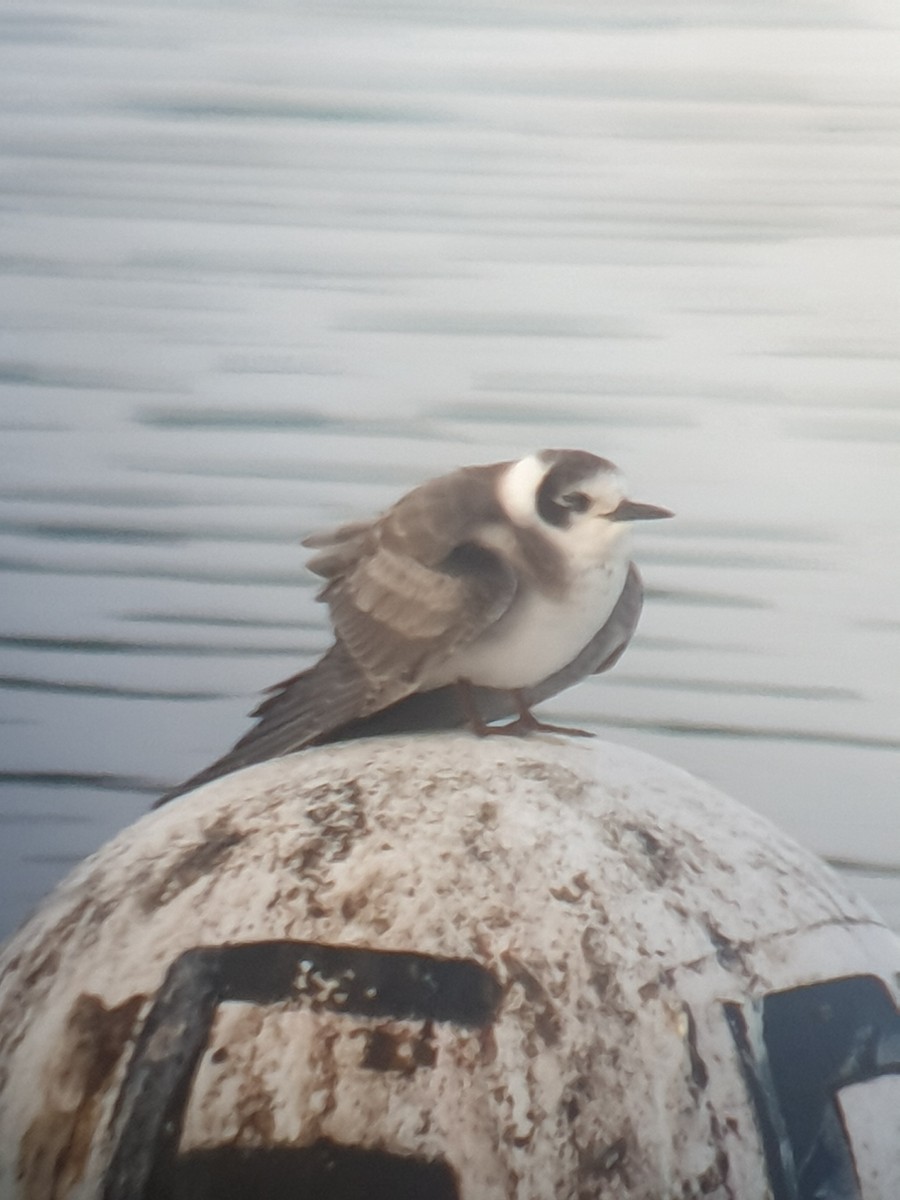 Black Tern (American) - ML509244411