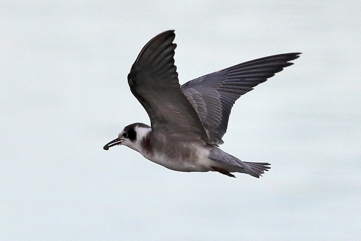 Black Tern (American) - ML509244481