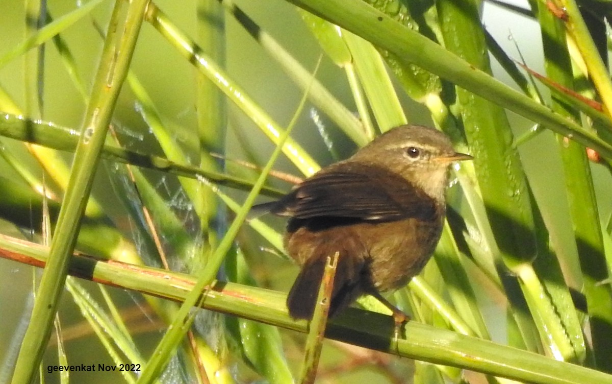 Mosquitero Sombrío - ML509244951