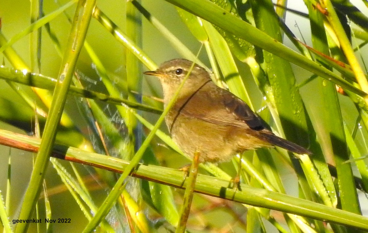 Mosquitero Sombrío - ML509244961