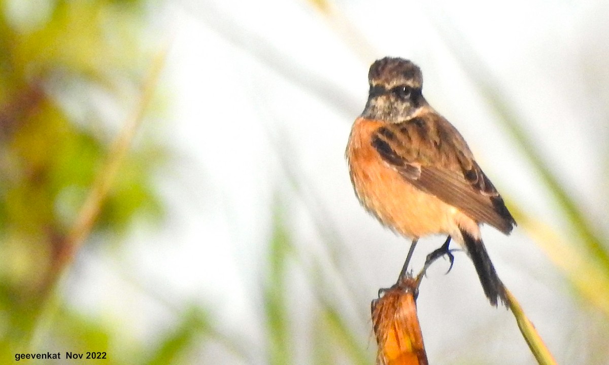 Siberian Stonechat - ML509245081