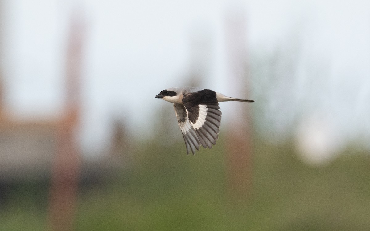 Lesser Gray Shrike - ML509245111