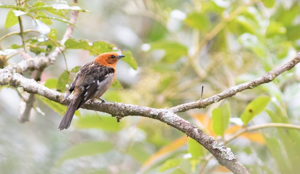 Flame-colored Tanager - ML509245131