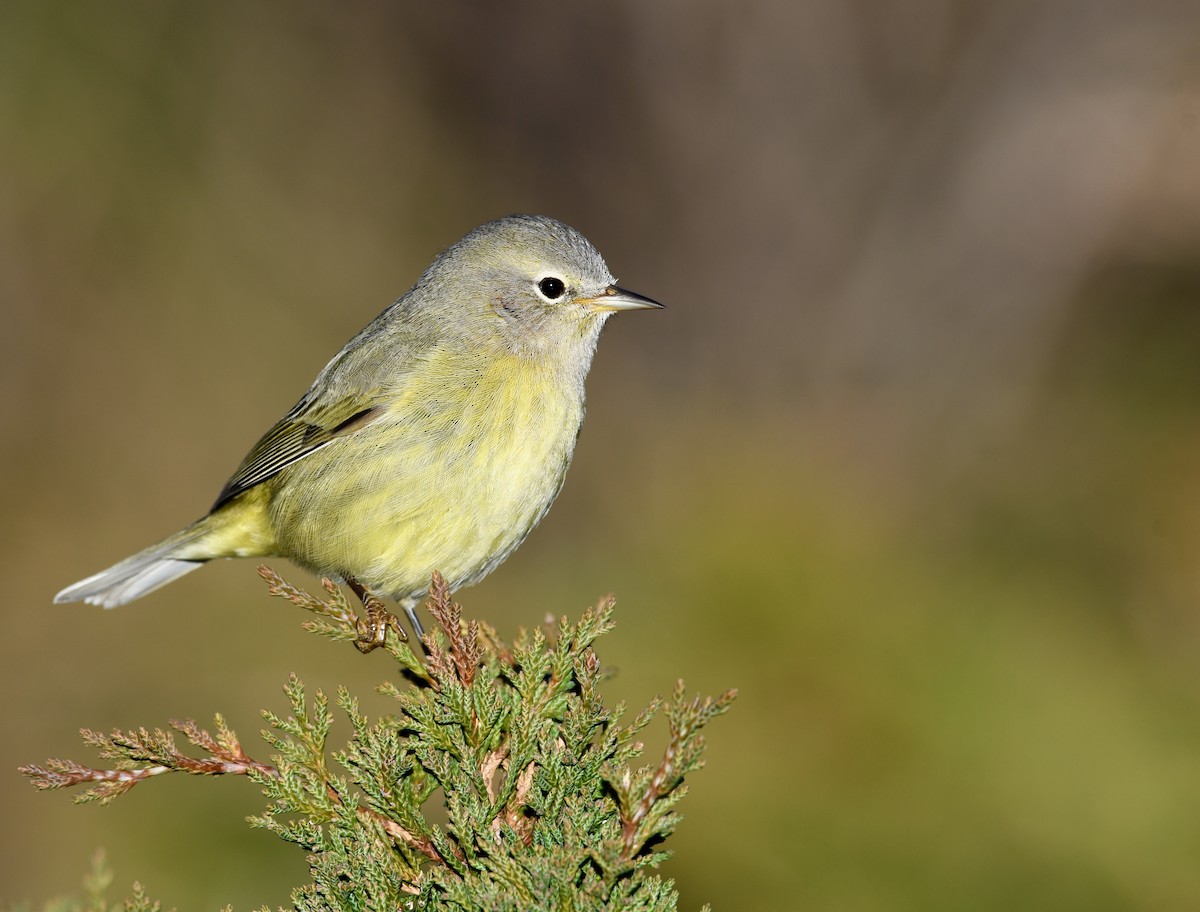 Orange-crowned Warbler (Gray-headed) - Timothy Spahr