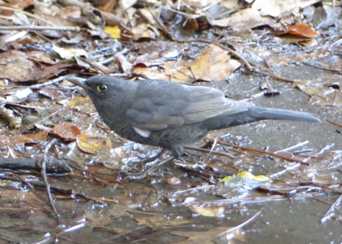 Eurasian Blackbird - ML509246291