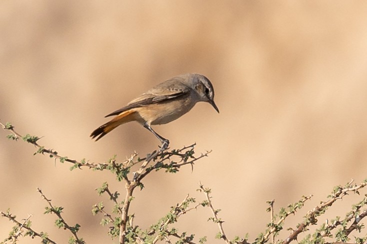 Persian Wheatear - ML509246881