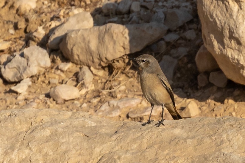 Persian Wheatear - Nikos Mavris