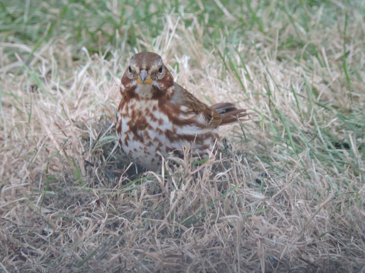 Fox Sparrow - ML509246921