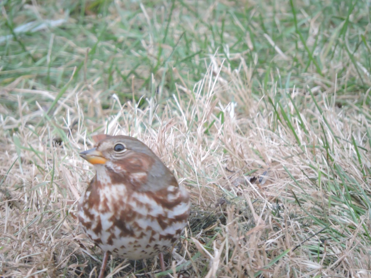 Fox Sparrow - ML509247011