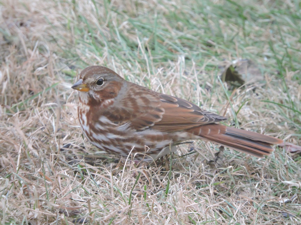 Fox Sparrow - ML509247021