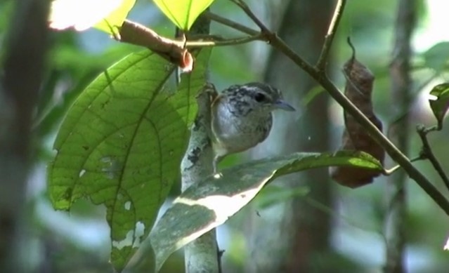 Spix's Warbling-Antbird - ML509249841