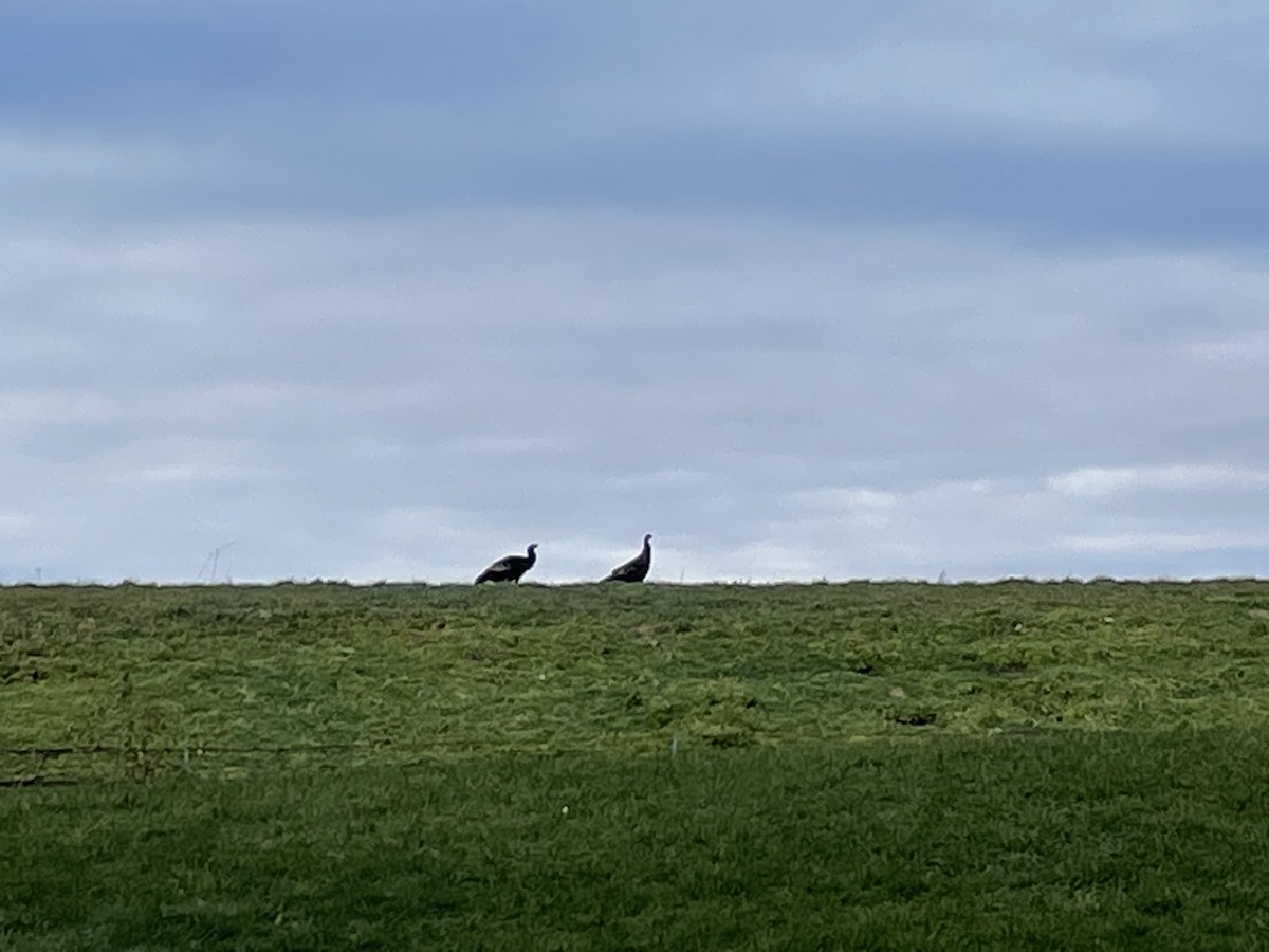 Wild Turkey - Jasmine Cantara