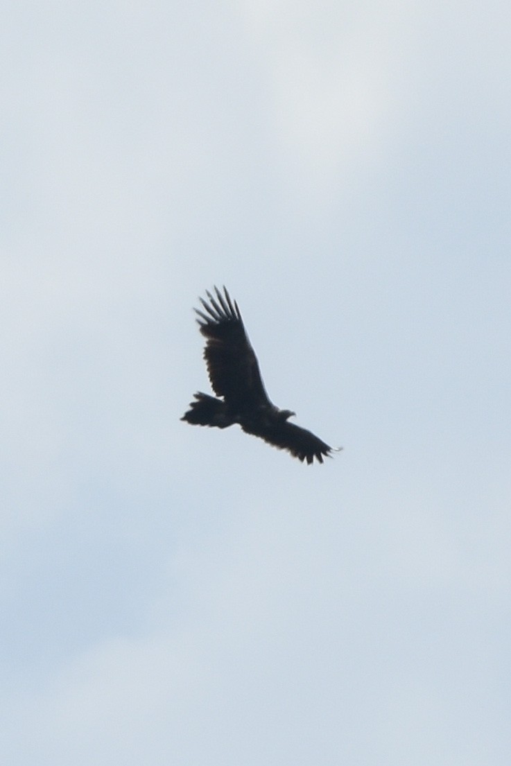 Wedge-tailed Eagle - ML509250501