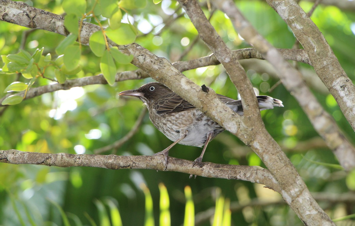 Pearly-eyed Thrasher - ML509251451