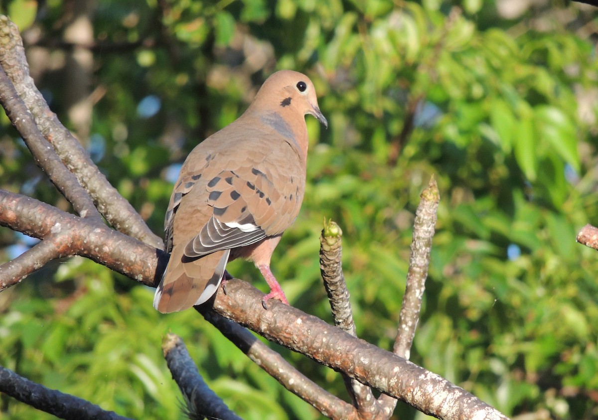 Zenaida Dove - ML509251481