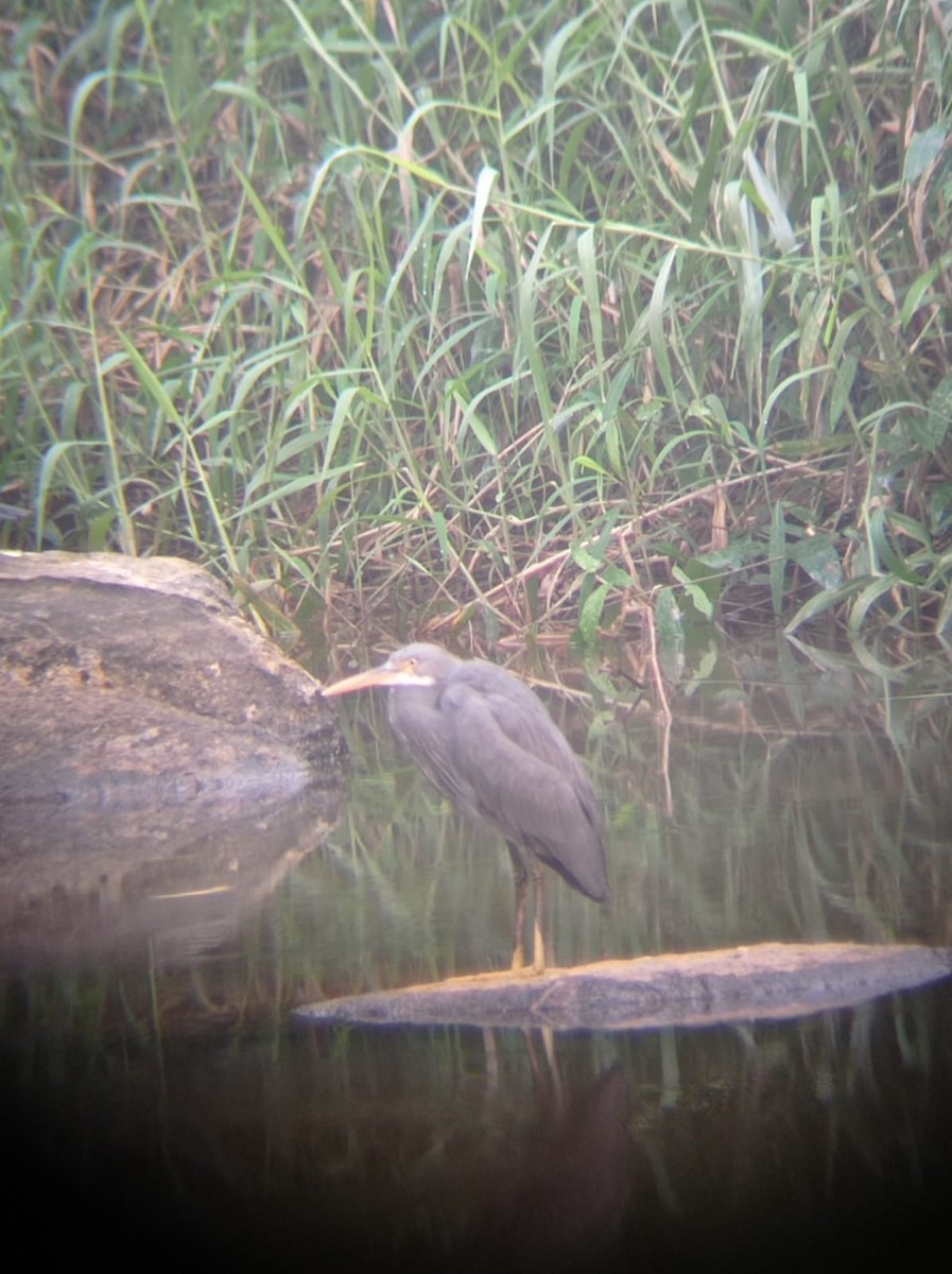 Western Reef-Heron - ML509251871
