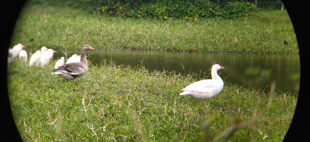 Бор галуу (гаршуулсан) - ML509253031