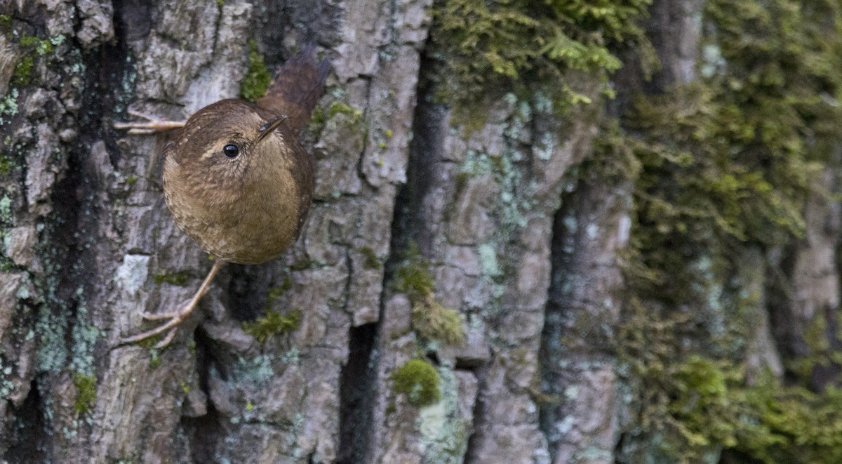 Pacific Wren - Brent Angelo