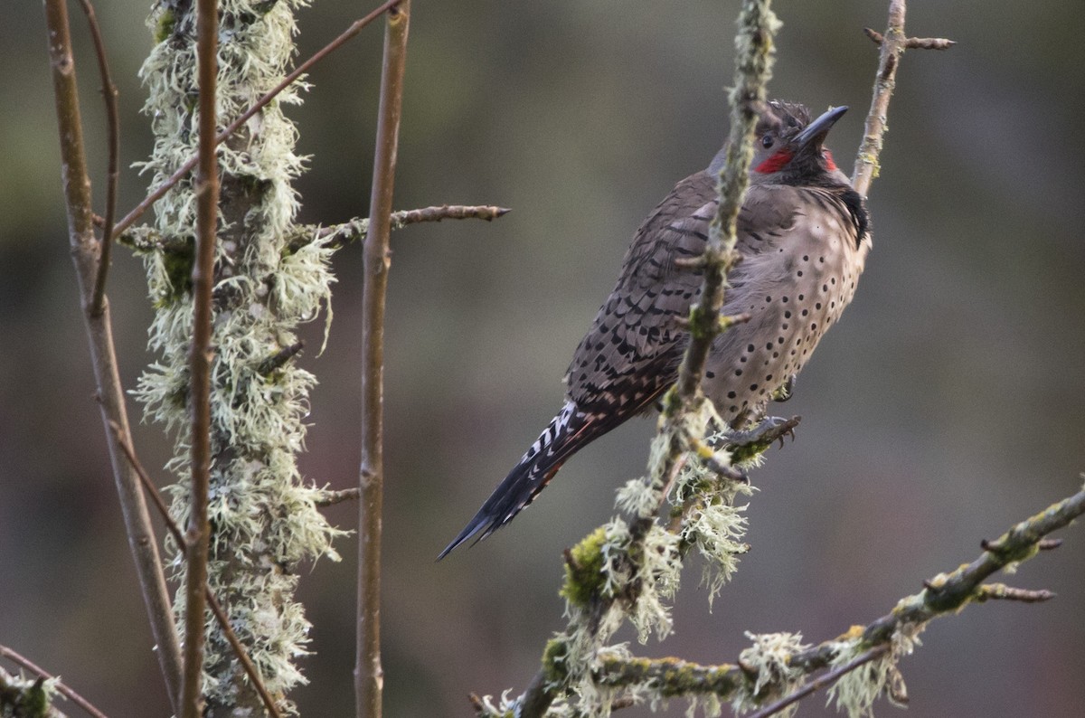 Northern Flicker (Red-shafted) - ML509256511