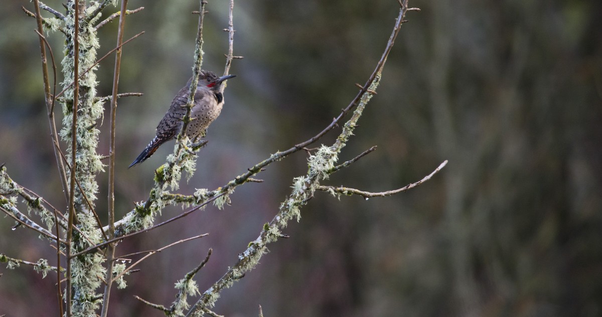 Northern Flicker (Red-shafted) - Brent Angelo