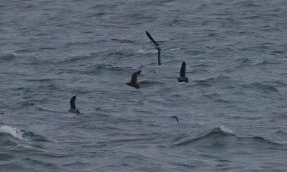 Leach's Storm-Petrel - ML509257751