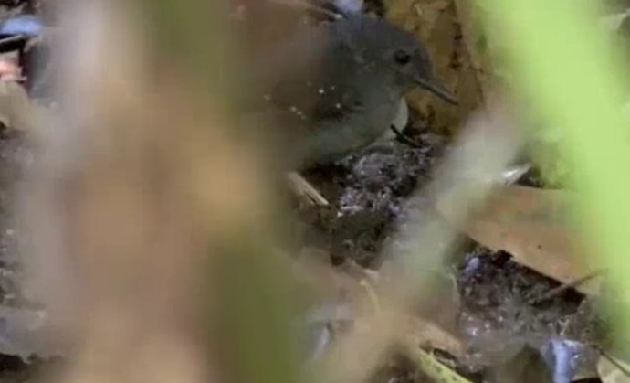 Rufous-faced Antbird - ML509257811