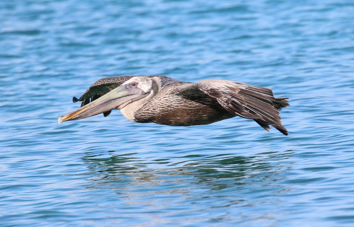 Brown Pelican - ML509257861