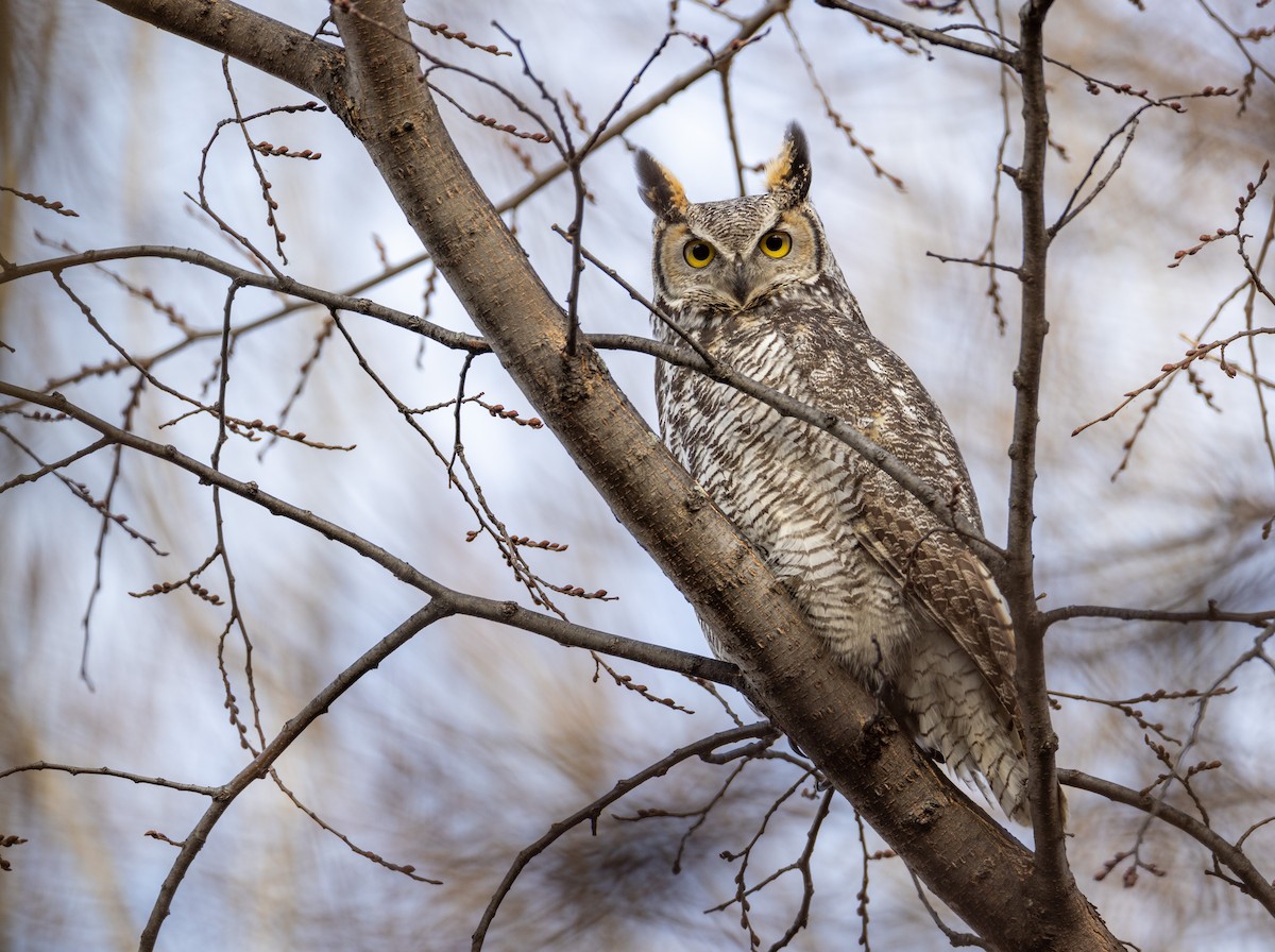Great Horned Owl - ML509257991
