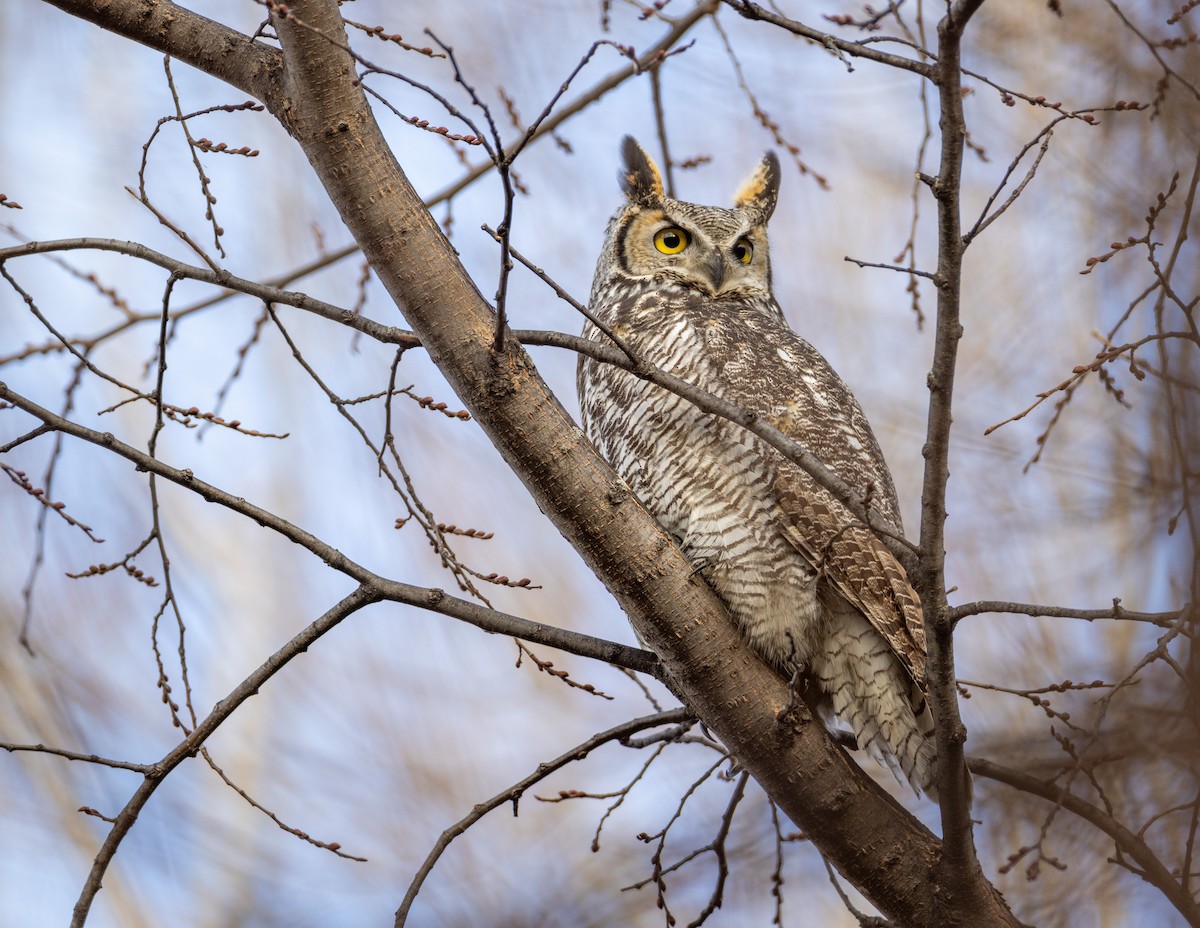 Great Horned Owl - ML509258611