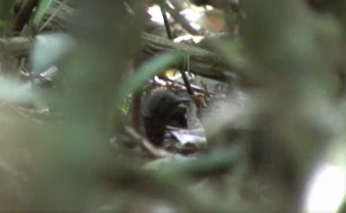 Scalloped Antbird - ML509258701