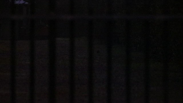 Chinese Blackbird - ML509258761