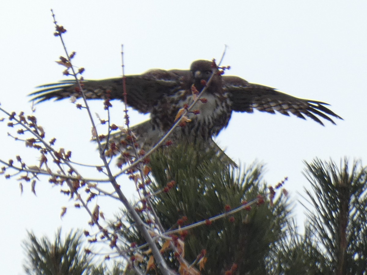 Red-tailed Hawk - ML509259191