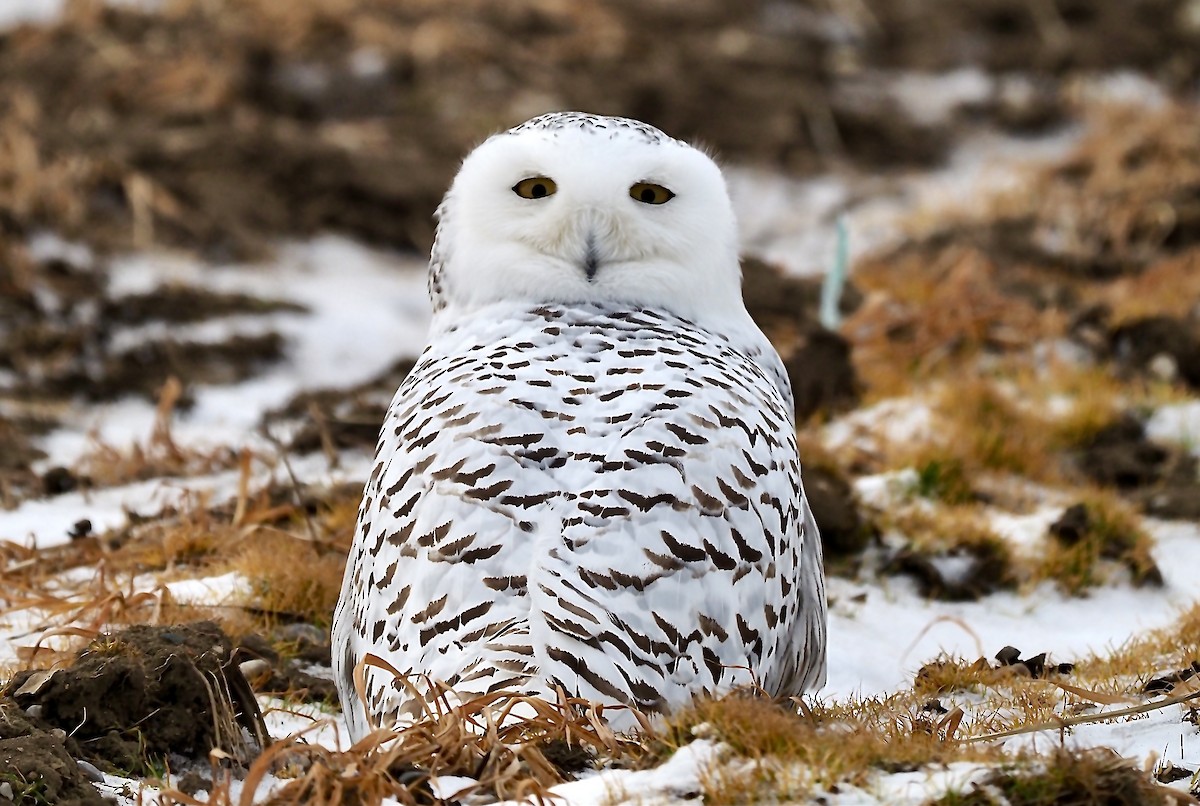 Snowy Owl - ML509259541