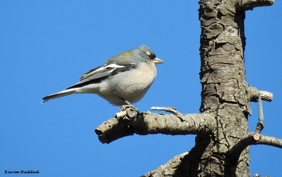 African Chaffinch (Tunisian) - ML50926091