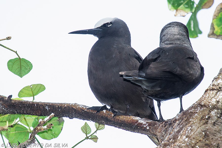 Black Noddy - ML509261221