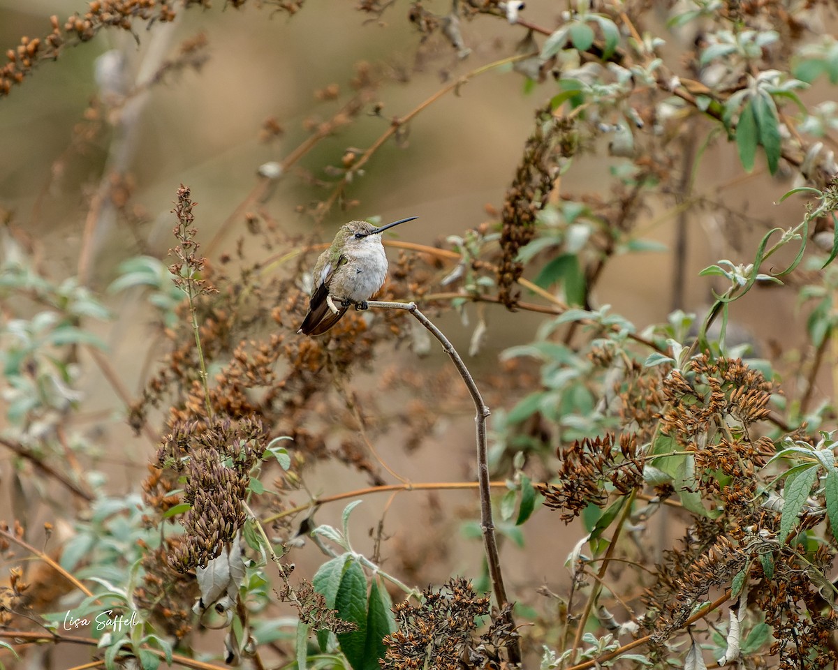 Black-chinned Hummingbird - Lisa Saffell