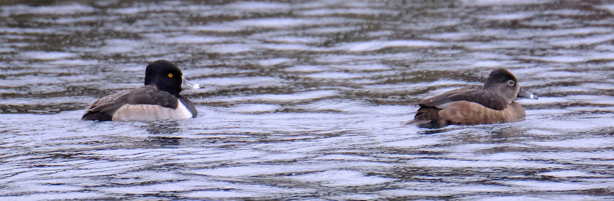 Ring-necked Duck - ML509262271