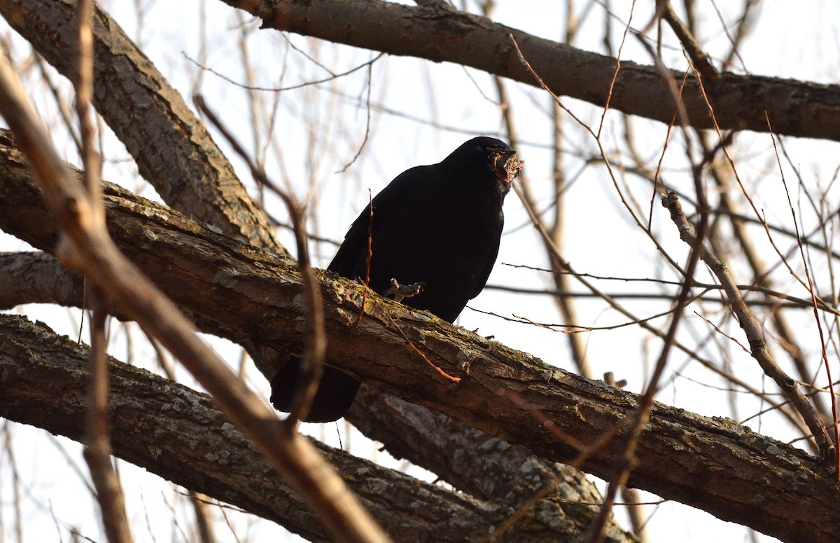 American Crow - ML509262441