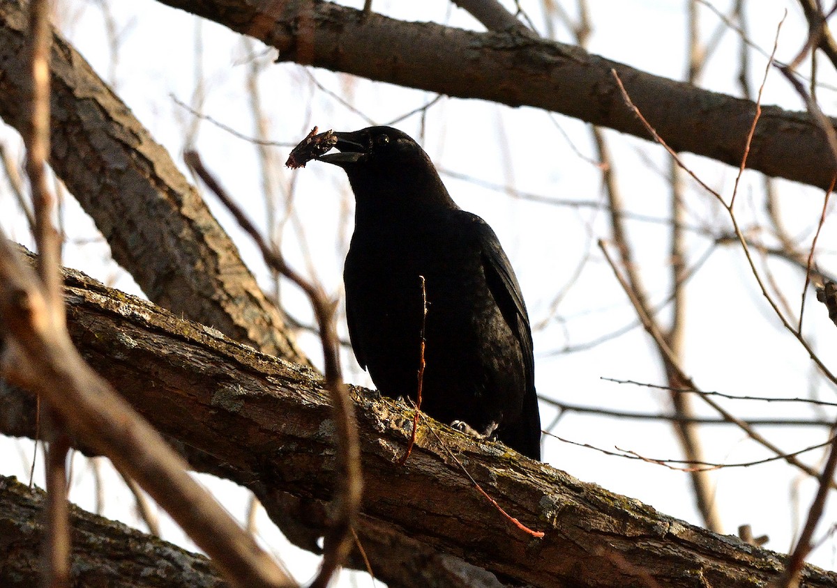 American Crow - ML509262491