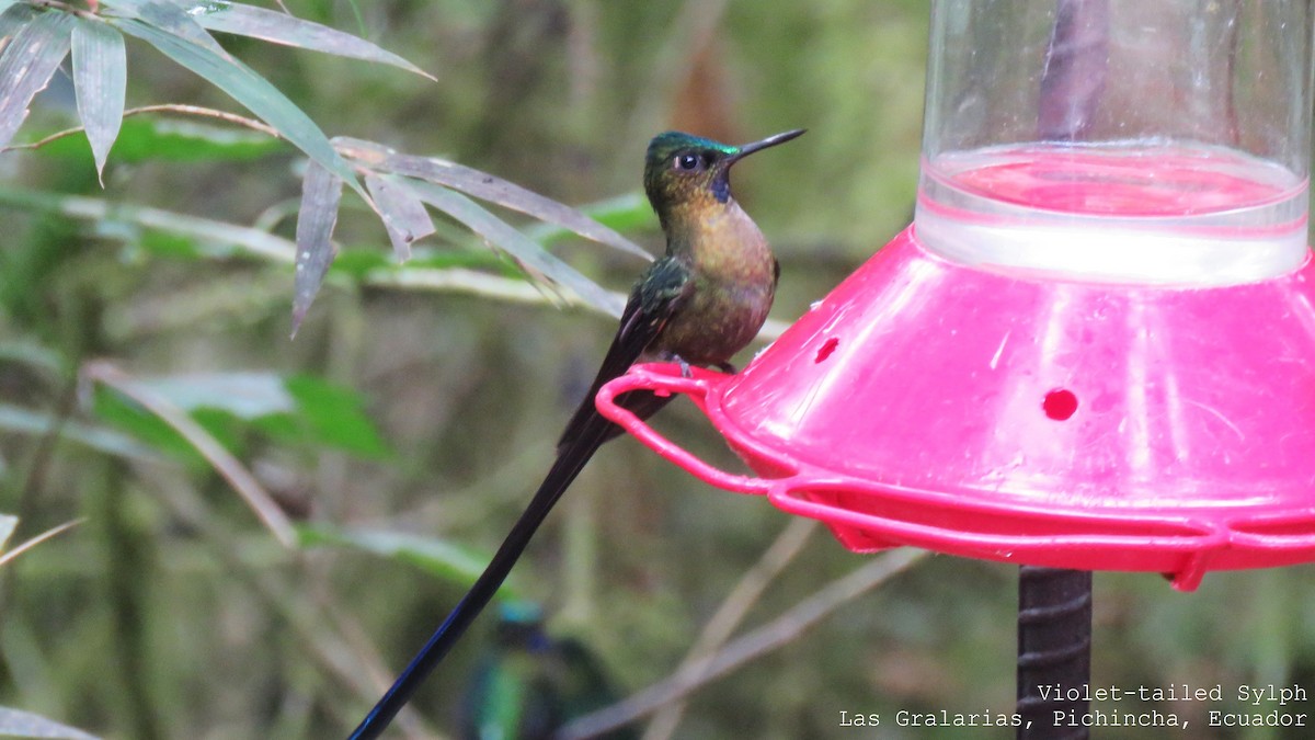 Violet-tailed Sylph - ML509262531