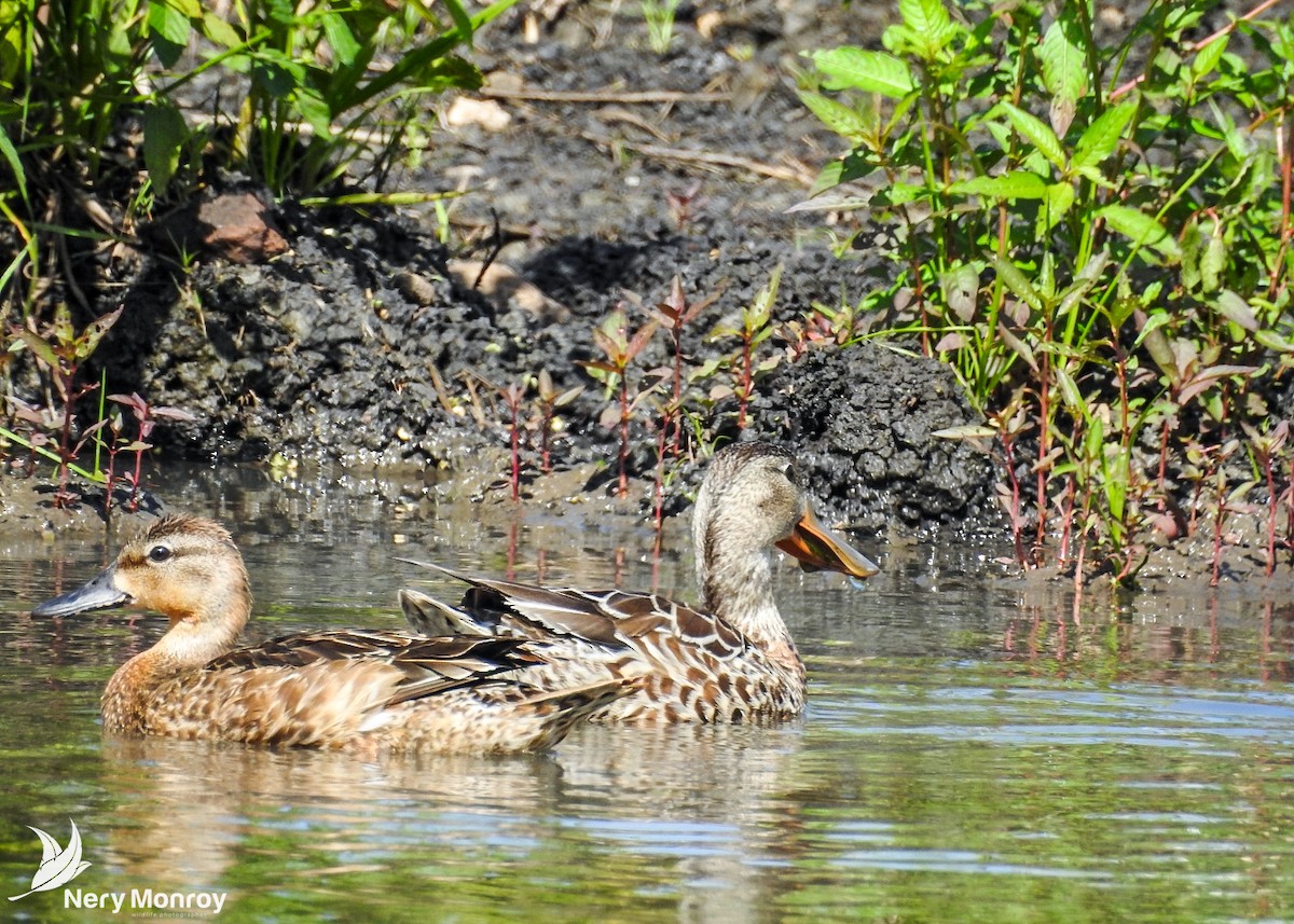 Blue-winged Teal - ML509263201