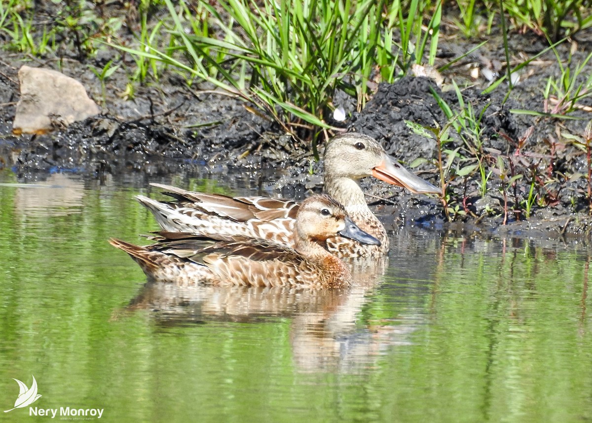 Blue-winged Teal - ML509263221