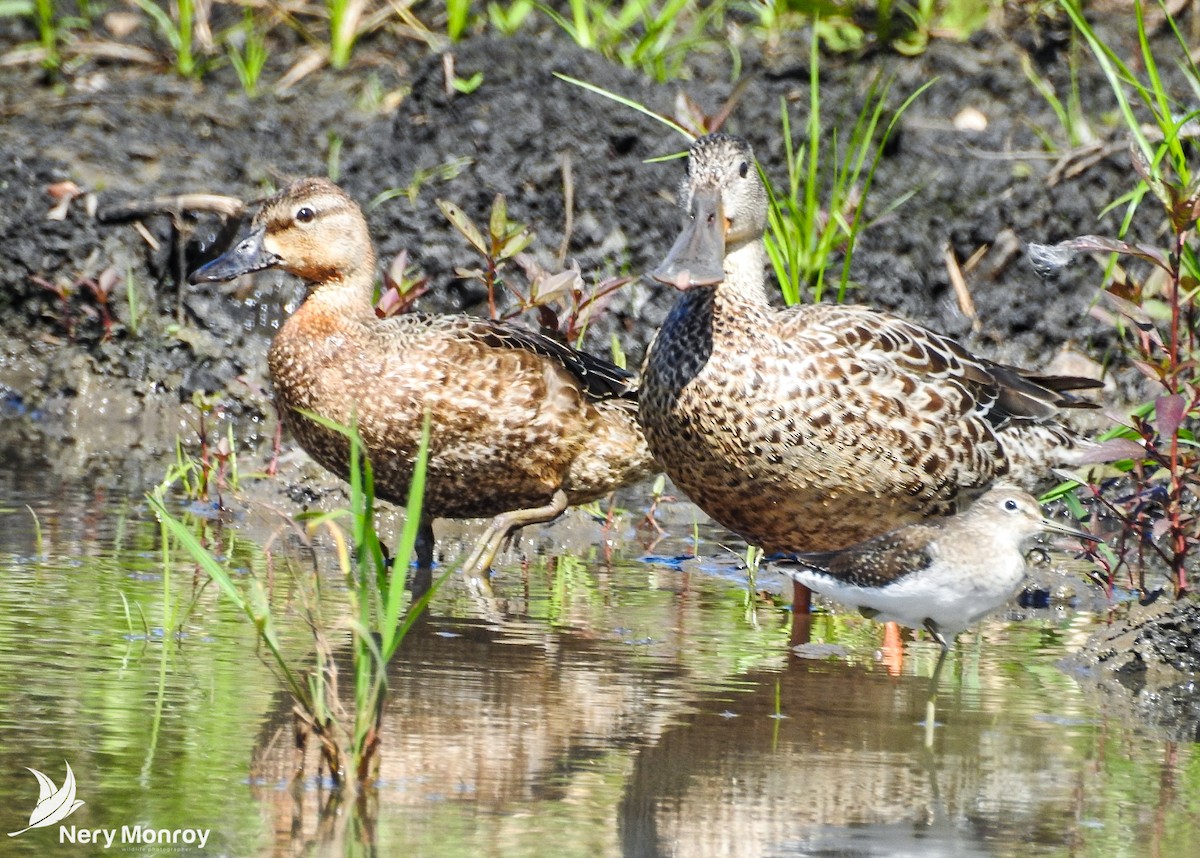 Blue-winged Teal - ML509263231