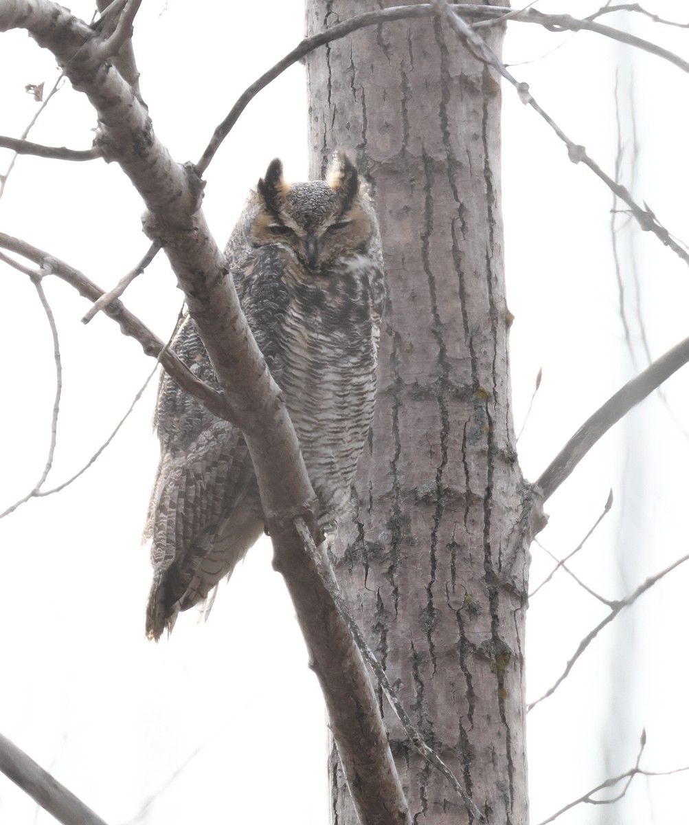 Great Horned Owl - ML509265111