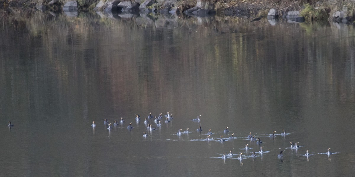 Cormorán Orejudo - ML509265471