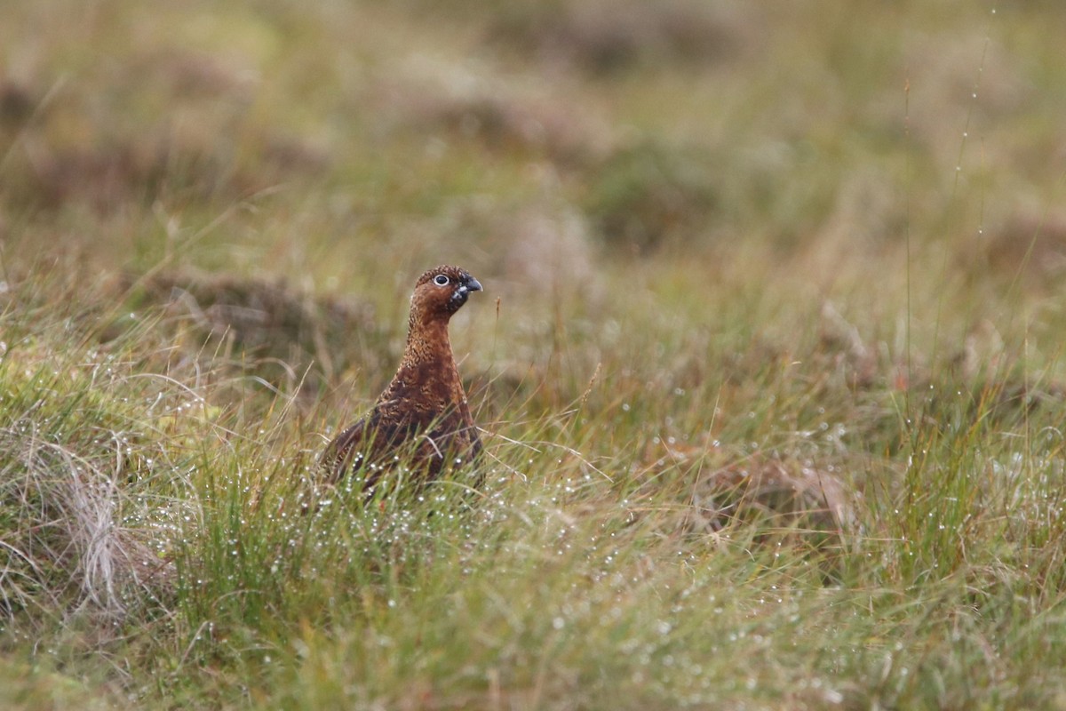 Willow Ptarmigan - Carsten Sekula