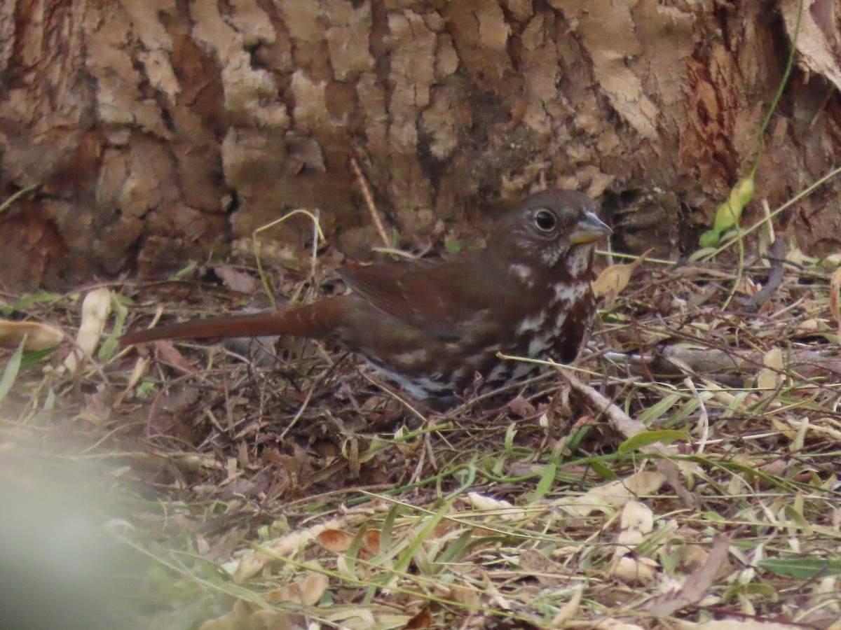 Fox Sparrow - ML509267541