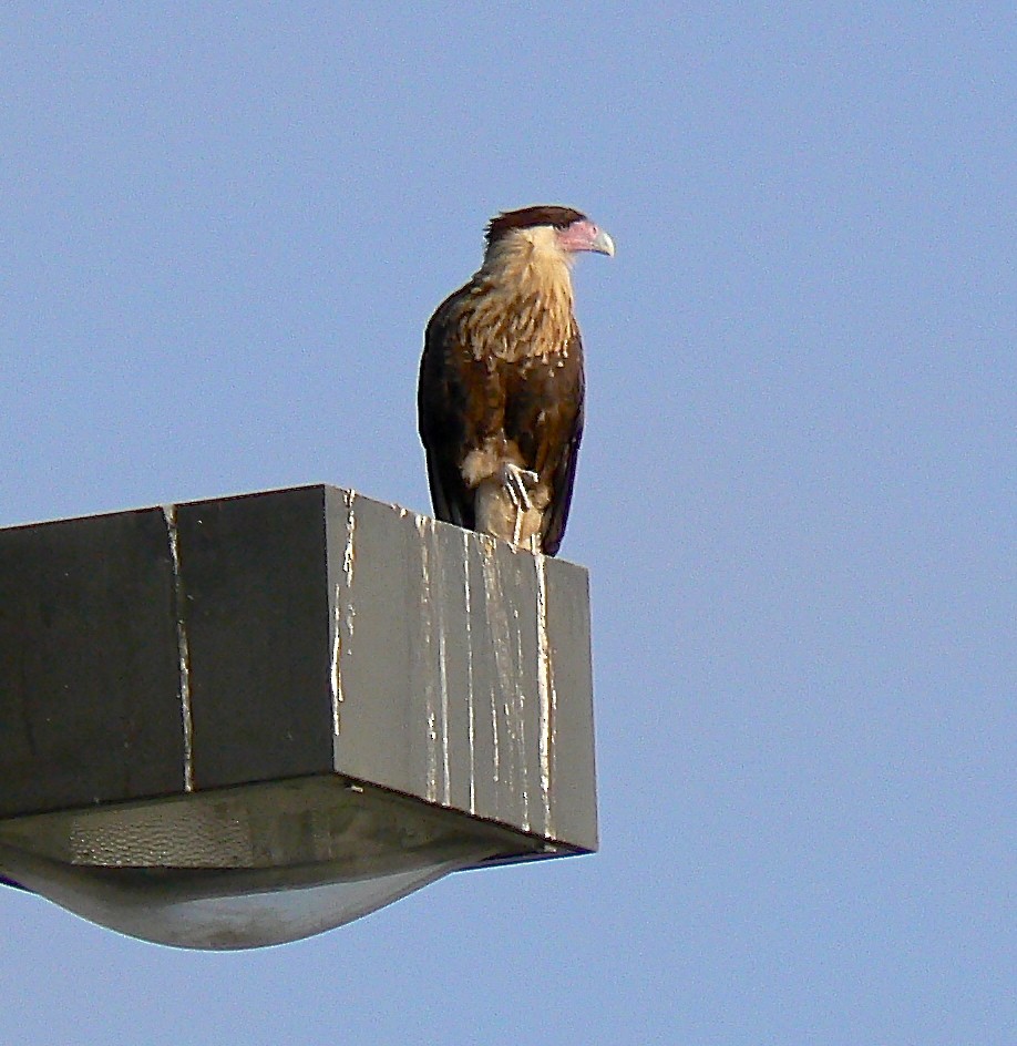 Crested Caracara (Northern) - ML509267691